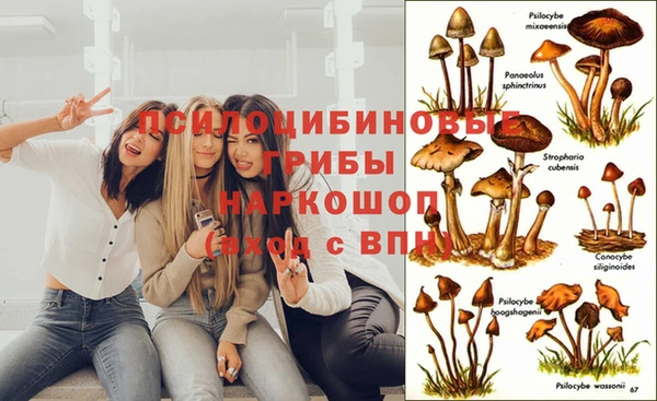 ГАЛЛЮЦИНОГЕННЫЕ ГРИБЫ Кодинск